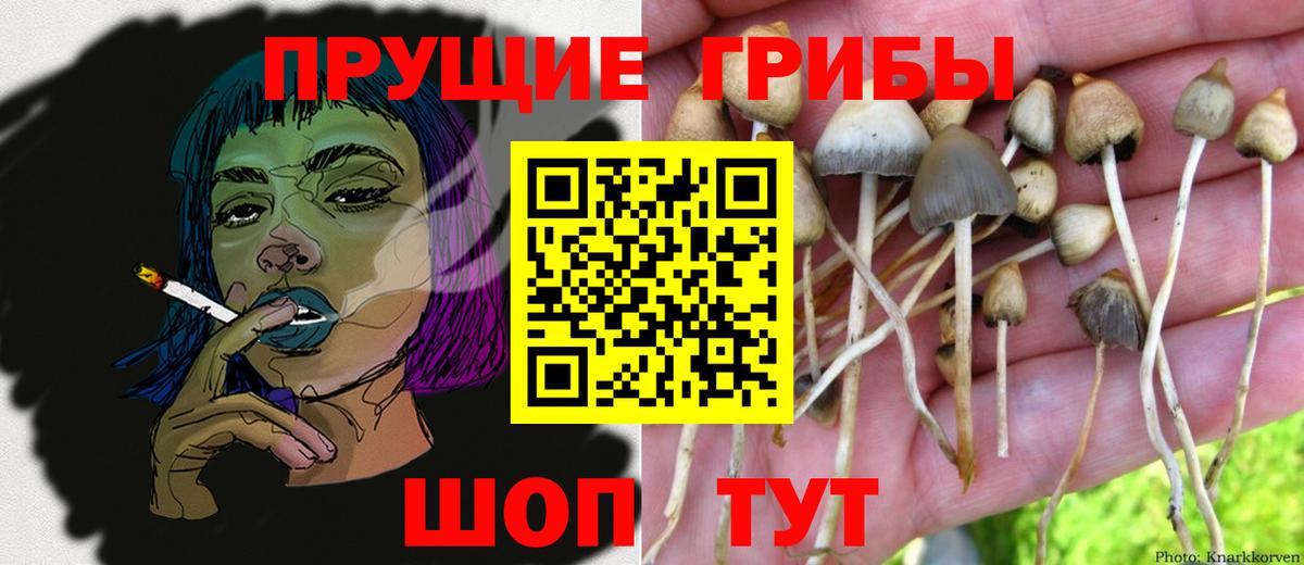 Псилоцибиновые грибы Psilocybe Лабытнанги